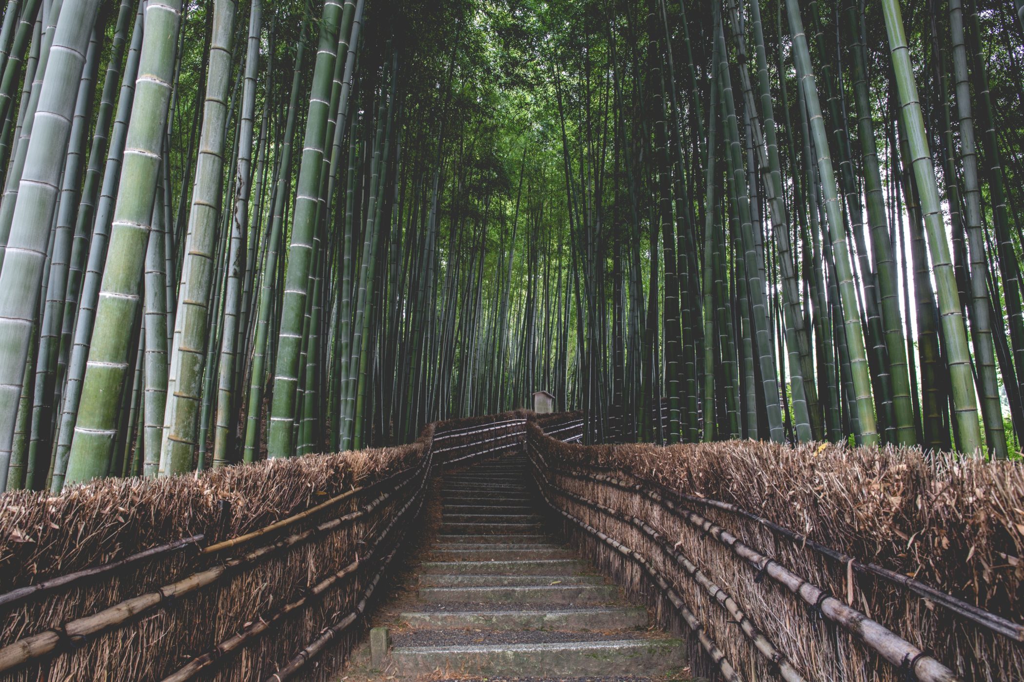 Bamboo Symbolism: Bend But Don't Break - Blog Image