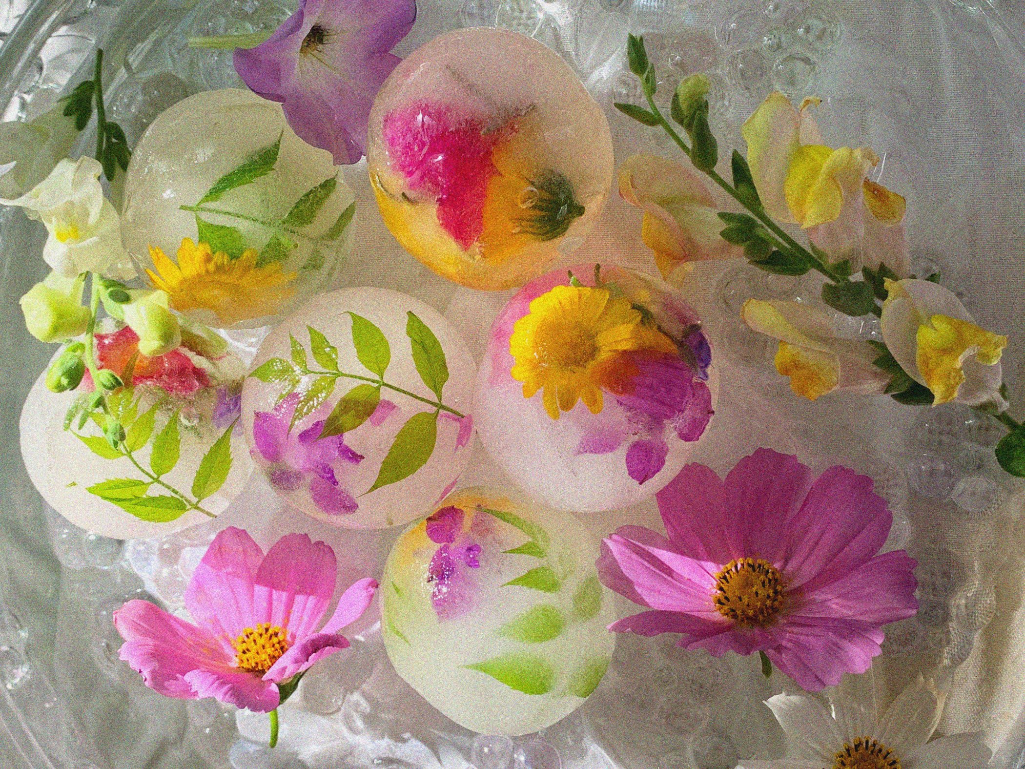 Sphere ice cubes with flowers infused in them