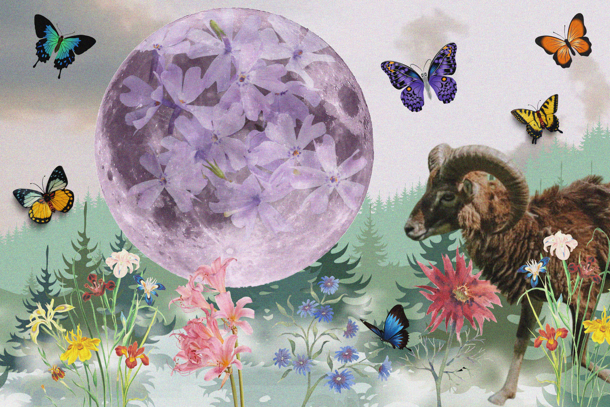Spring forest scene with ram walking and big Full Pink Moon.