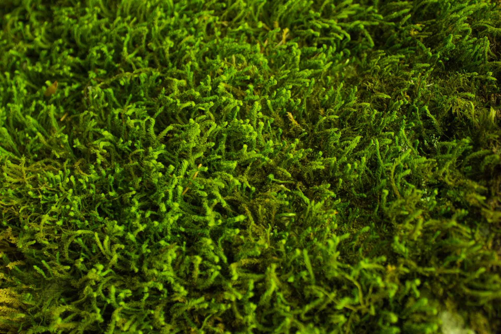 Green moss.